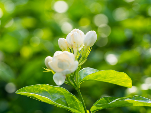 Medicinal plants jasmine flower