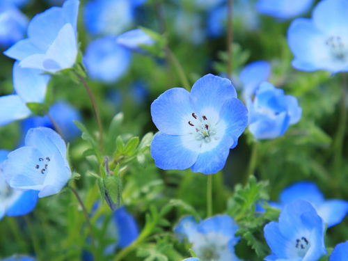 flowers in our dreams blue flower