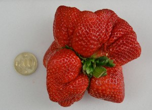 world record strawberry