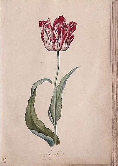 best flower paintings tulips