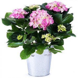 international gift delivery pink plant
