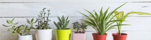 shutterstock 487461751 FloraQueen EN Where is the best place for plants in your home?