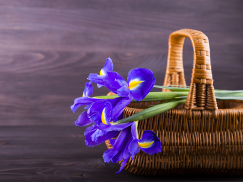 send flowers to france irises