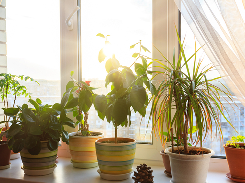 best place for plants window