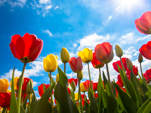 international flowers tulips