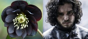 Jon Snow Flowers
