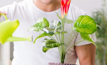 Man looking after plant