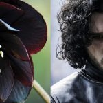 Jon Snow Flower