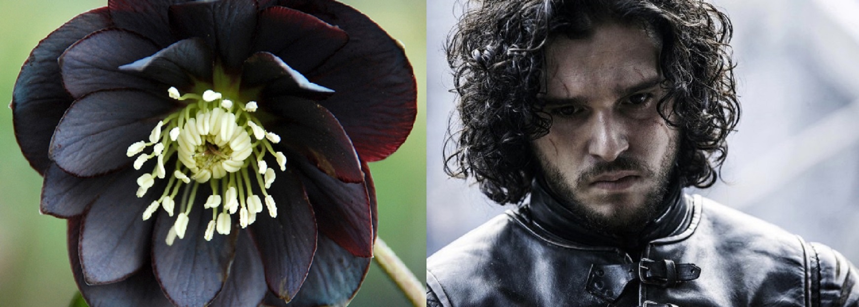 Jon Snow Flower