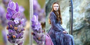 Sansa lavender