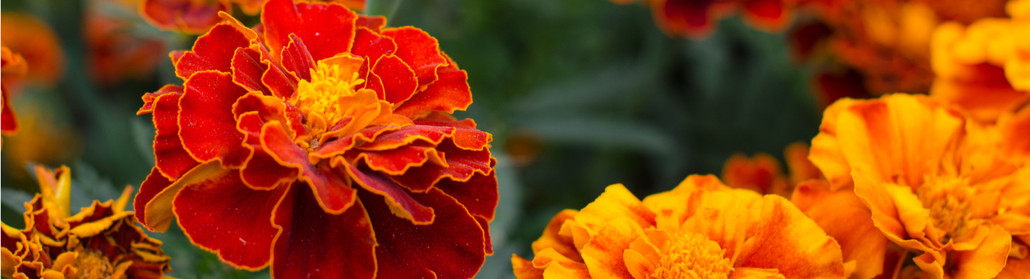 Red and yellow Marigolds