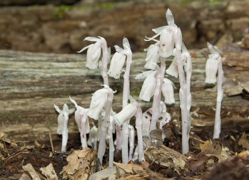 Ghostplant growing in the woods