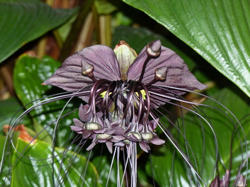 Chinese Black Bat Flowers