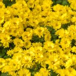 Background of Yellow Flowers