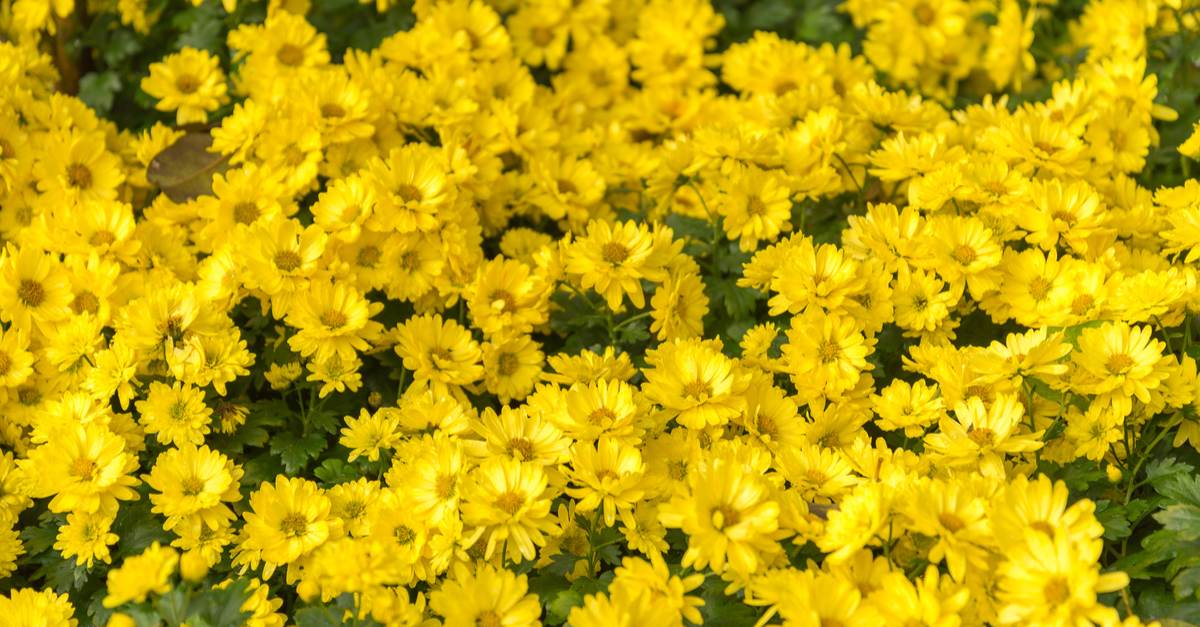 Background of Yellow Flowers