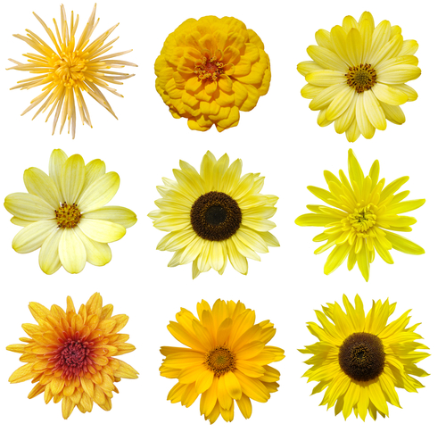 Yellow Flower Varieties