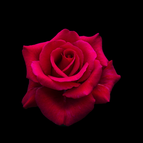 Red rose black background