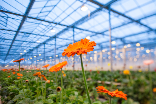 Gerbera being grown in a greenhouse