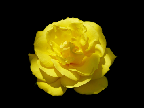 yellow rose black background