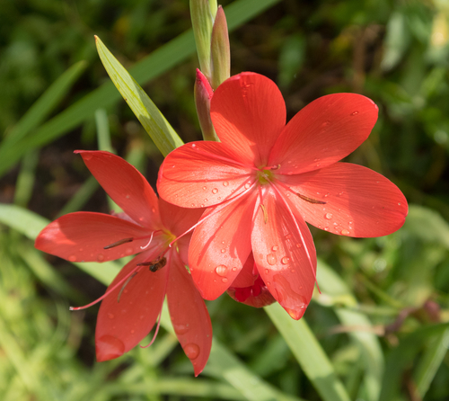 Red Hesperantha