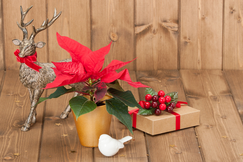 poinsettia with traditional winter gifts and ornaments