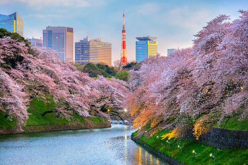 Japan cherry blossoms Tokyo