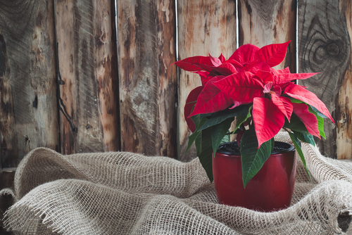 poinsettia in pot with wooden background