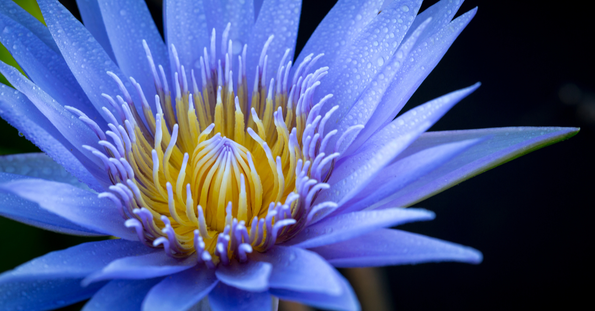 Blue water lily close-up