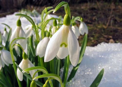 Snow drops in thawing snow