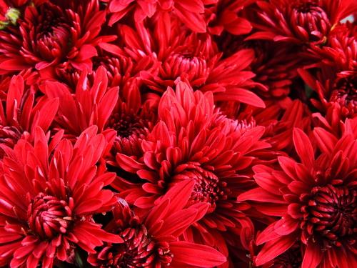 red Chrysanthemums