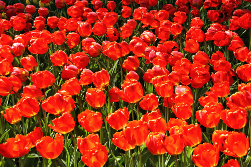 shutterstock 777910261 ¿Los significados de las flores rojas van más allá del amor y la pasión? 4