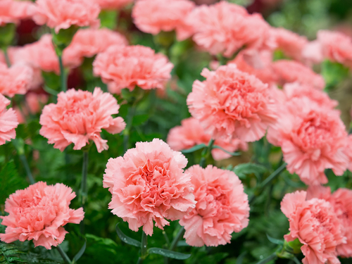 Bush of pink carnations