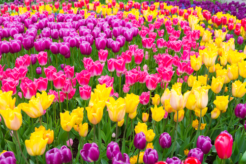 Field of multicolour tulips