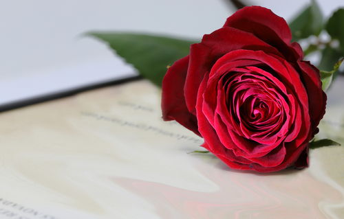 Red rose and letter