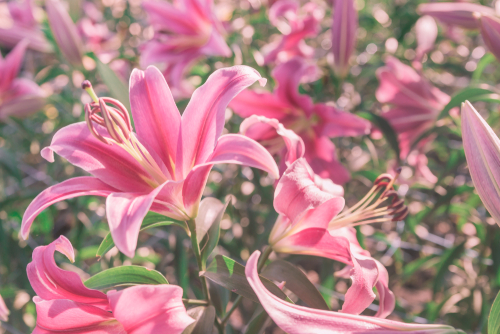 Field of pink lilies