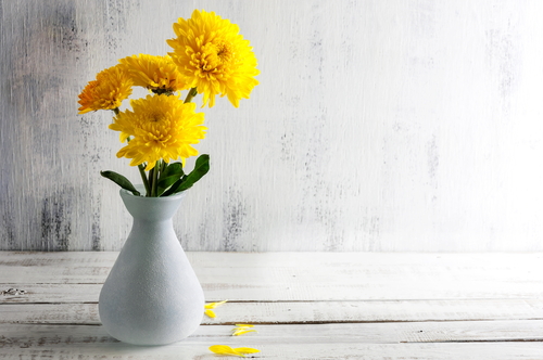 Yellow chrysanthemums in a white vase on a wooden table