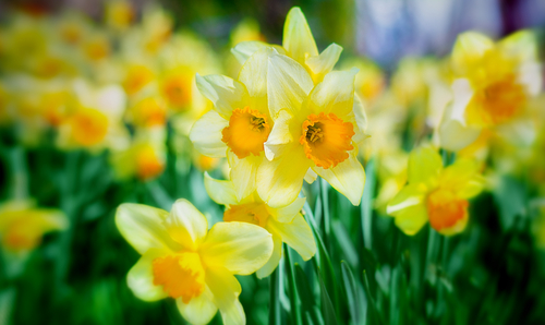 field of yellow daffodils with orange trumpet