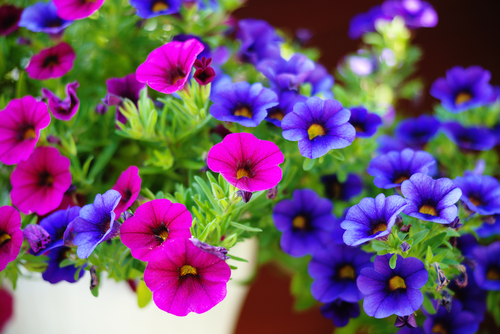 colourful pink and blue petunias