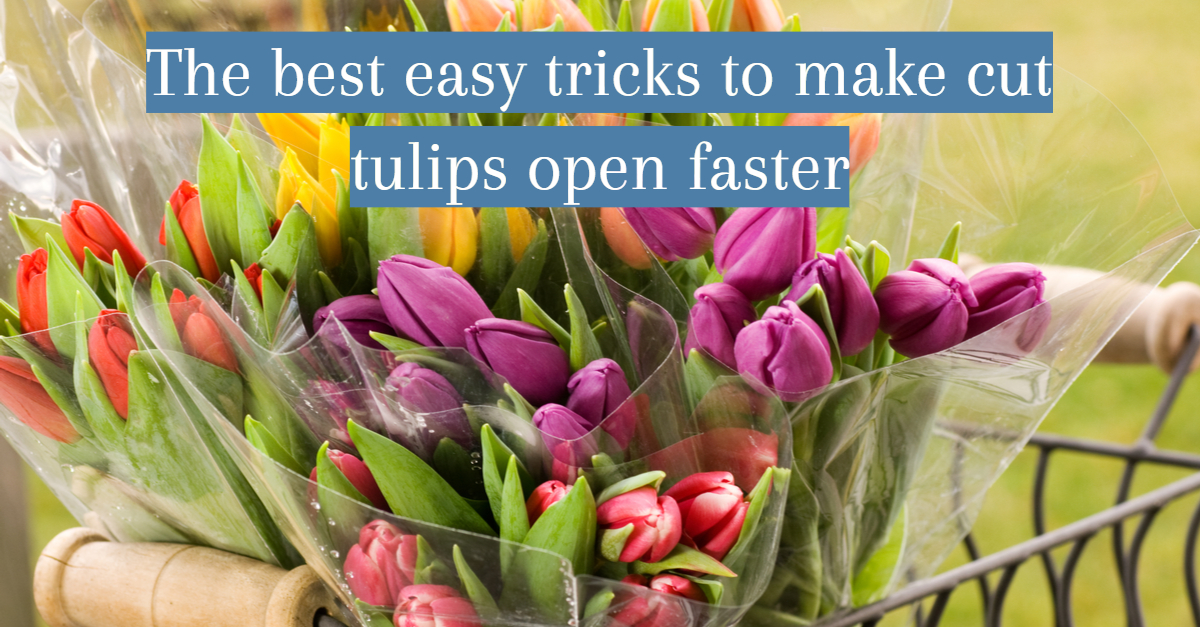 Title card best easy ways to make cut tulips open