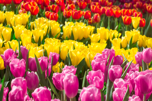 Field of red, yellow and pink tulips