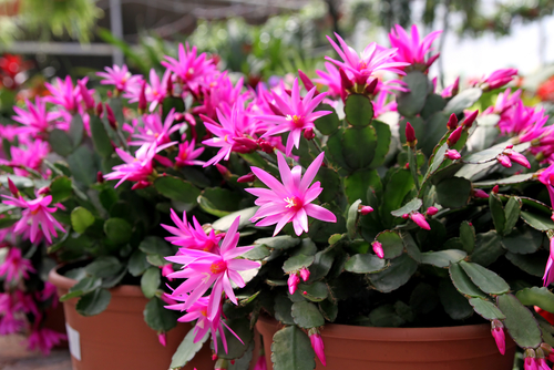 Pink flowers on an Easter cactus