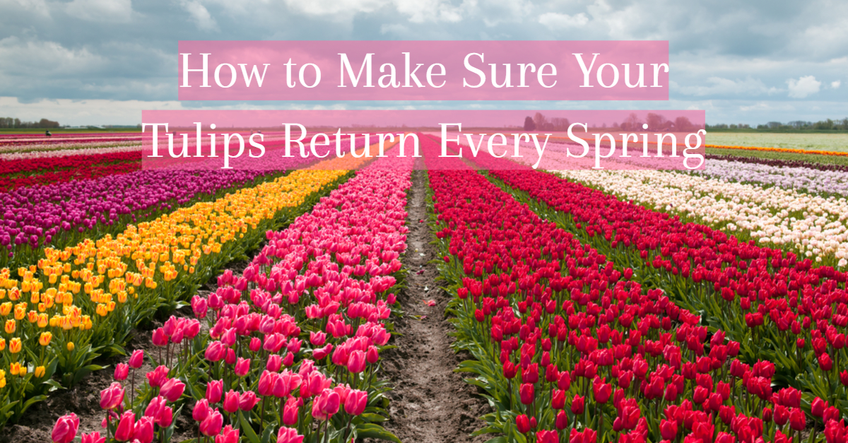 Make tulips return title card