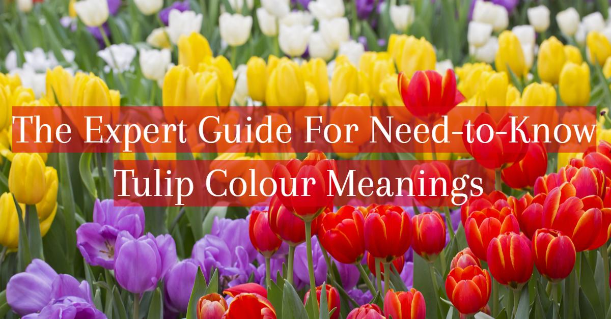 Tulip colour blog title card