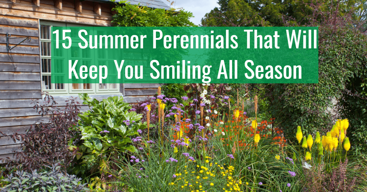 Summer perennials title card