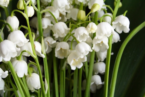 Lily of the Valley flowers