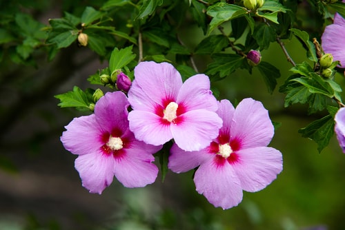 pink Rose of sharon flowers