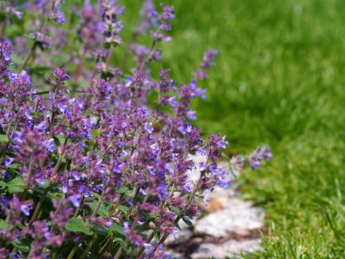 Purple catmint flowers