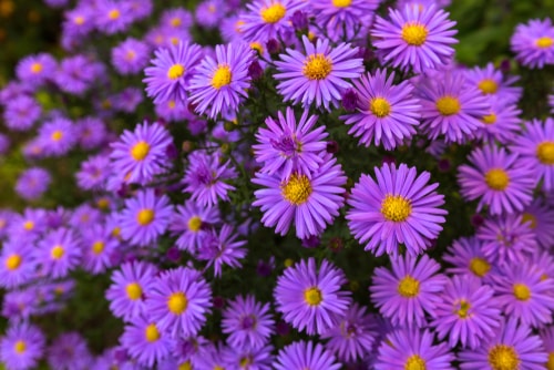 aster flowers in pink