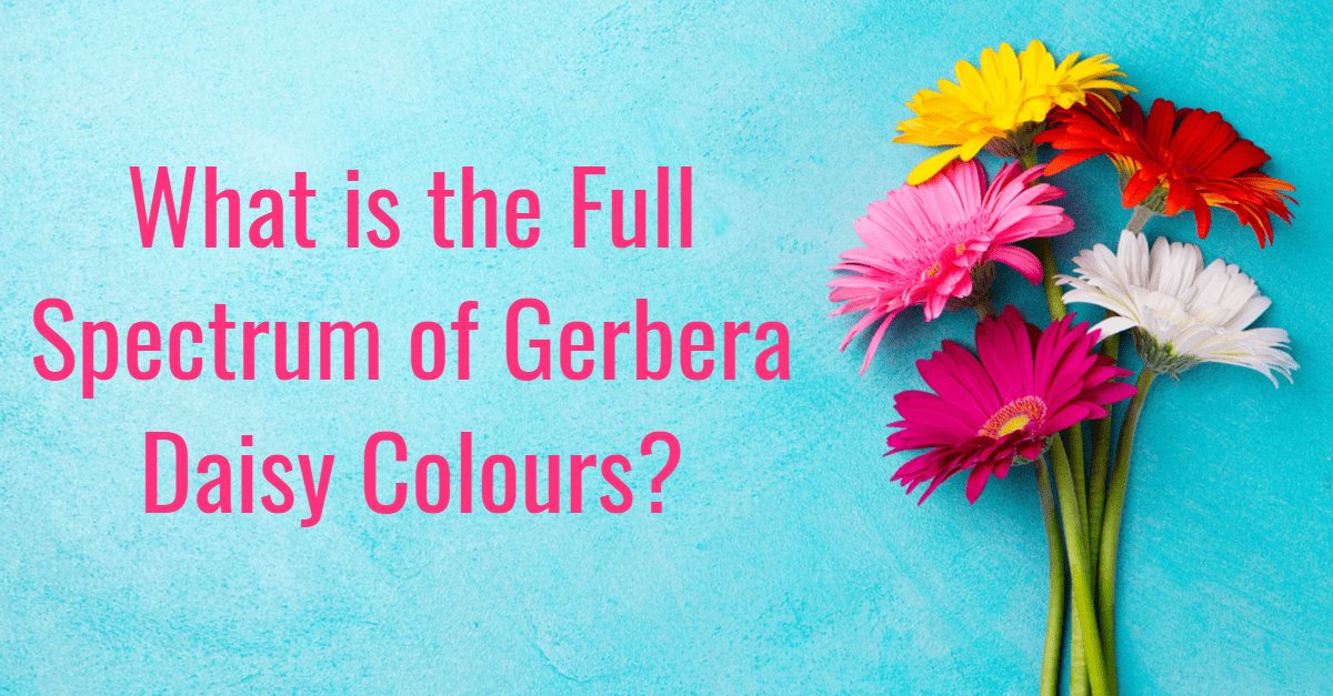 Untitled design min 1 FloraQueen What is the Full Spectrum of Gerbera Daisy Colours?