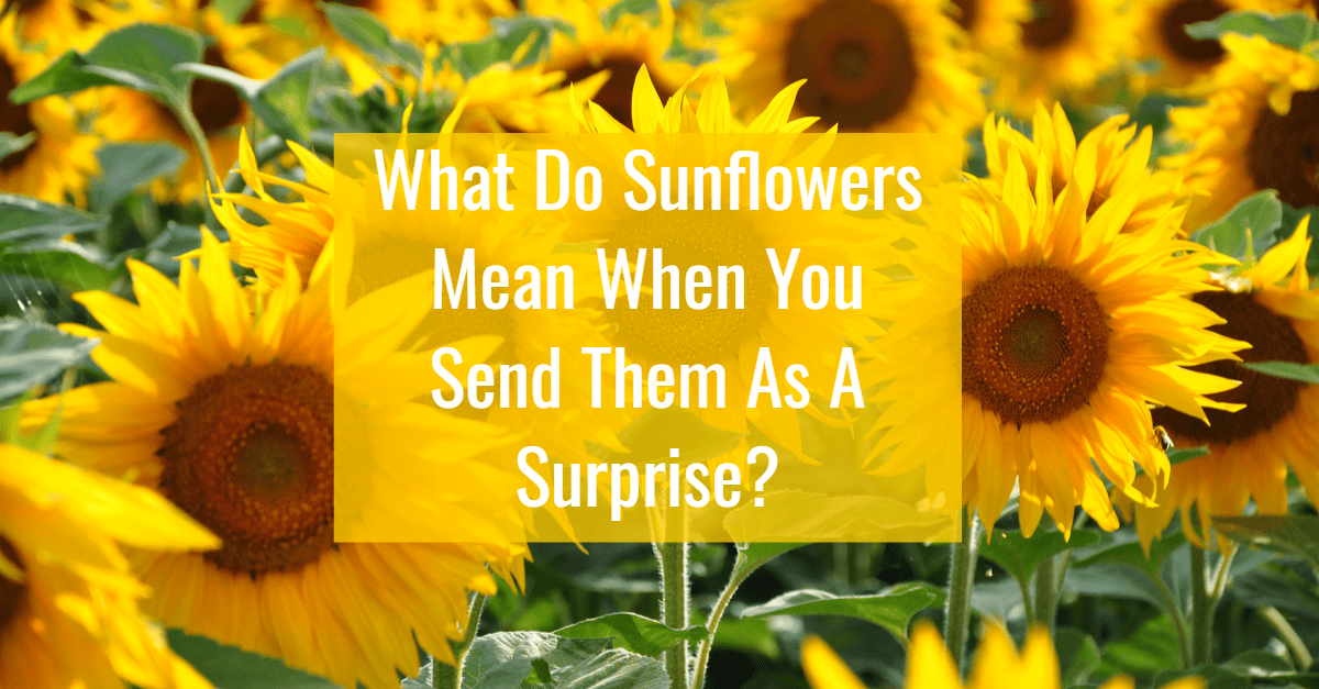 Sunflower Meaning & Symbolism ⋆ FloraQueen